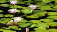 Water lilies in bloom