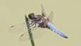 A red basker dragonfly on the ground