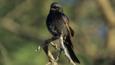 Fork tailed drongo perched on a branch