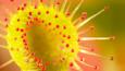 Common sundew with its sticky tentacles extended