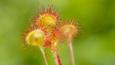 A cluster of common sundews