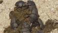 Dung beetle group on elephant excrement, South Africa