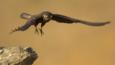 Eleonora's falcon preparing to land on a rock
