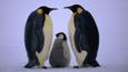 An emperor penguin chick between two adults facing each other
