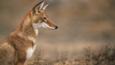 Profile of a sitting simien jackal
