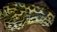 Yellow anaconda snake