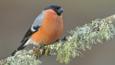 Male bullfinch perched on lichen covered branch