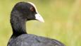 Coot walking on grass