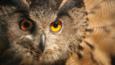 Close-up of a Eurasian eagle owl looking towards the camera
