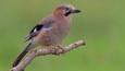 A Eurasian jay in flight