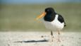 Oystercatcher on sand