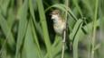 Reed warbler perched on reed stem singing