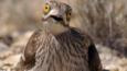 Stone curlew incubating eggs on nest