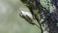 Treecreeper clinging onto a tree trunk