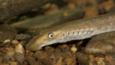 A brook lamprey