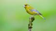 Male greenfinch in flight