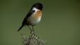 Stonechat perched on a thorny bush