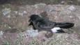 A storm petrel resting on the ground at night