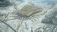 A eurypterid - also known as a sea scorpion - catching the heavily armoured fish, Pteraspis