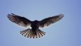 Mauritius kestrel hovering with wings and tail spread