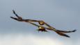Yellow-billed kites chasing each other