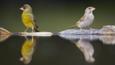 Male and female greenfinch by water