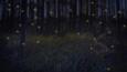 Group of fireflies in a forest