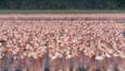 A large flock of lesser flamingos feeding on a lake