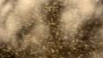 A swarm of non-biting midge flies