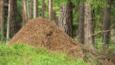 Wood ant nest
