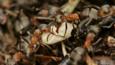 Wood ants carrying an egg