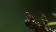 Two hairy wood ants on a branch