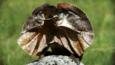 A frilled lizard displaying its frill