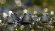 A group of male moor frogs
