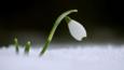 Snowdrop flower in snow