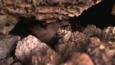 Galápagos petrel in a cave