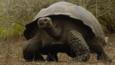 A Galápagos giant tortoise walking