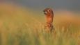 A male red grouse amongst grass