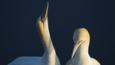 Northern gannet courtship display