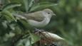 Garden warbler on elderberry tree
