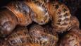 A group of garden snails hibernating together