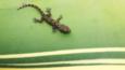 A gecko on a leaf