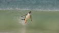 Gentoo penguin surfing into shore on a wave