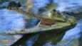 Male Indian gharial in water with mouth wide open