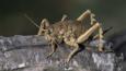 A female Cook Strait giant weta