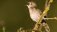 Grasshopper warbler singing from a branch
