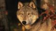 Portrait of a grey wolf in a forest