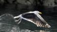 Great black-backed gull taking off from the sea