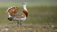 Male great bustard in field