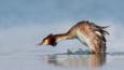 Male great crested grebe with an erect crest